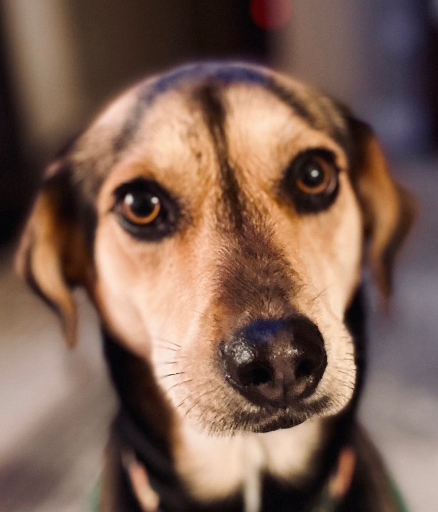 Pawsonalized tote bag